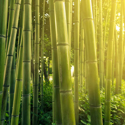 Silica (Bamboo Extract)