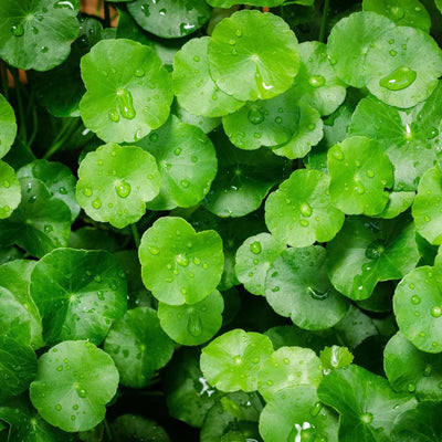 Gotu Kola Extract