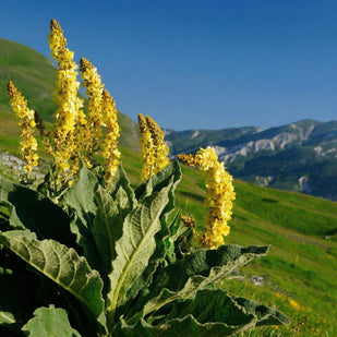 Hoja de gordolobo